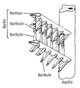 Struktur dalam vane di mana terdapat mekanisme kait