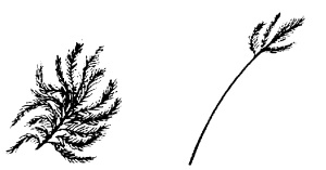 Ki-ka: Bulu halus (down feather) dan filoplum